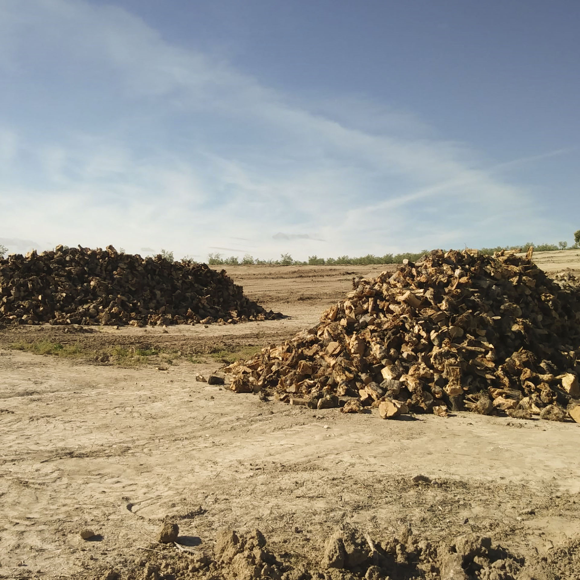 montones de leña de olivos recogidos y listos para ser procesador para venderla